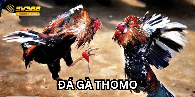 Kinh nghiệm chơi Đá Gà Thomo