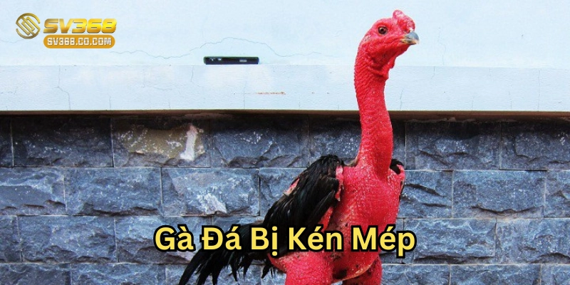 Gà Đá Bị Kén Mép – Cách Chữa Trị Dân Gian Hiệu Quả